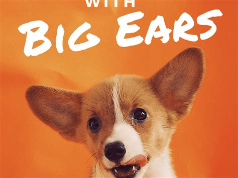 Do Dogs Ears Get Bigger