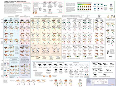 Guide to Cat Colors, Patterns by Majnouna on DeviantArt