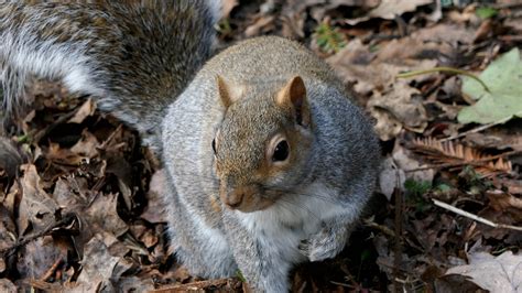 Squirrel Eating Peanuts Free Stock Video Footage, Royalty-Free 4K & HD ...