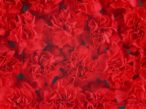 Free download Red Flowers Background wallpaper 1600x1200 83354 ...