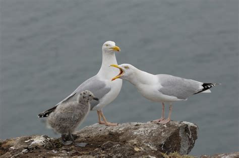 Did You Know These Wonderful Facts About the Herring Gull? - Bird Eden