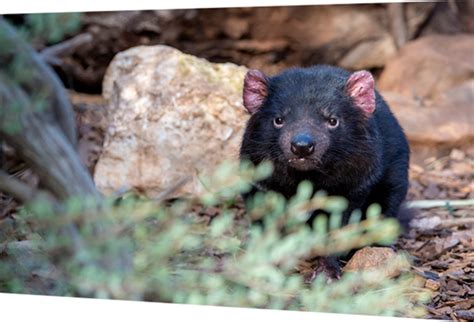 Zoos SA announce another successful Tasmanian Devil breeding season at Monarto Safari Park ...