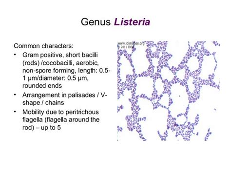 Listeria Gram Stain - Gram Stains