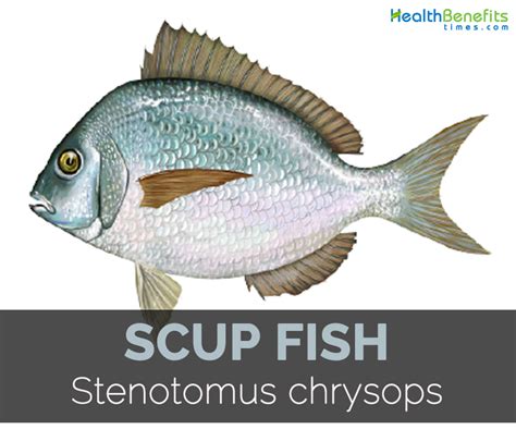 Scup fish Facts, Health Benefits and Nutritional Value