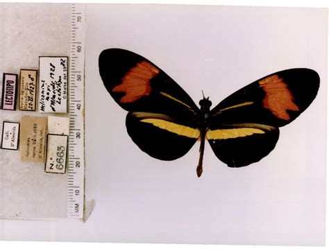 Heliconius melpomene nanna (type specimens)