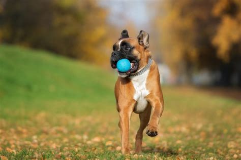 How to Teach Your Dog to Play Fetch | Canna-Pet®