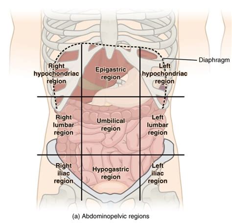 1.05 Anatomical Regions and Quadrants