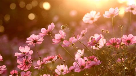 colorful, Nature, Sunlight, Plants, Flowers Wallpapers HD / Desktop and Mobile Backgrounds