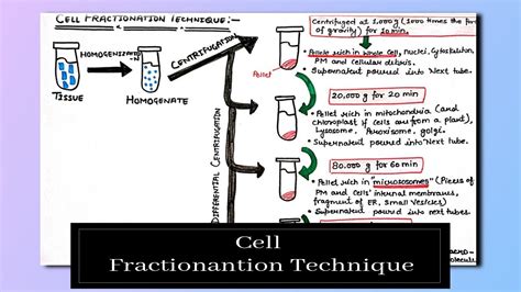 New Aqa As Biology Cells Cell Fractionation Microscop - vrogue.co