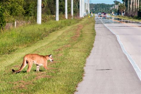 Florida Panthers - Call For The Wild - Animal Education Page