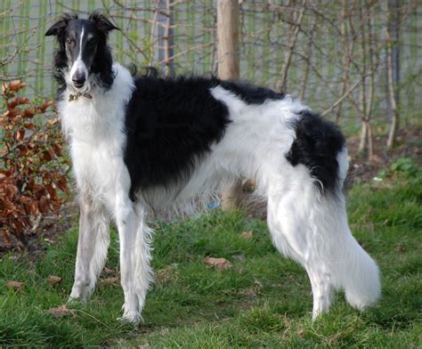 Borzoi Breed Guide - Learn about the Borzoi.