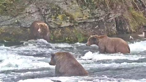 Brooks Falls Brown Bears Snapshot taken by Jopaws | Explore.org