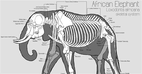 Elephant Skeleton