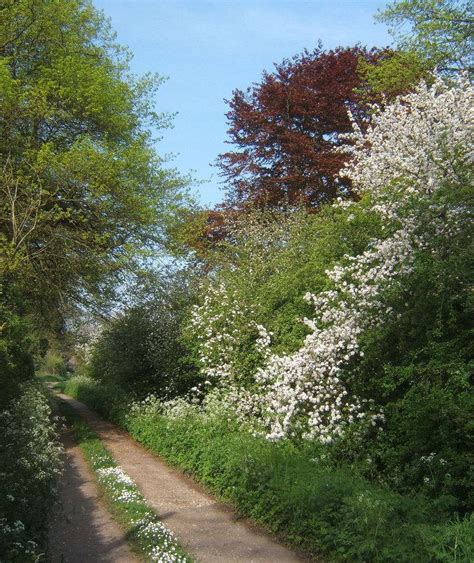 Hedgerows for Wildlife Gardens - Backyard Habitat