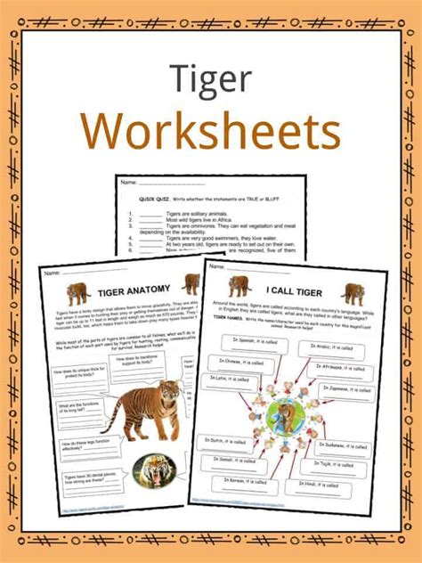 Tiger Facts, Worksheets, Diet & Habitat For Kids | KidsKonnect