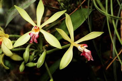 How to Grow and Care for Vanilla Bean Orchid