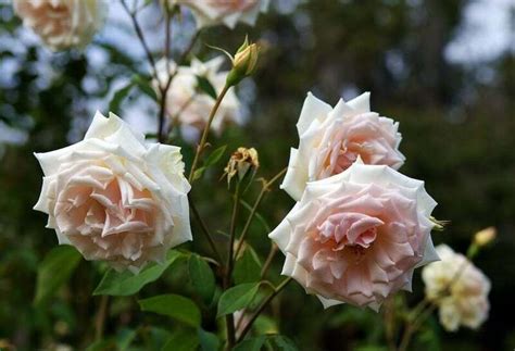 PlantFiles Pictures: Rosa, Found Rose, Floribunda, Tea Rose 'Puerto ...