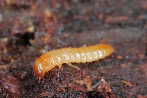 A Darkling Beetle (Tenebrionidae) Larva. Stock Image - Image of infect, larva: 265264553