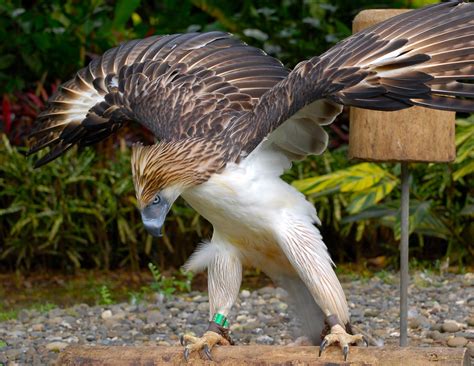 Philippine eagle | Philippine eagle, Pet birds, Beautiful birds