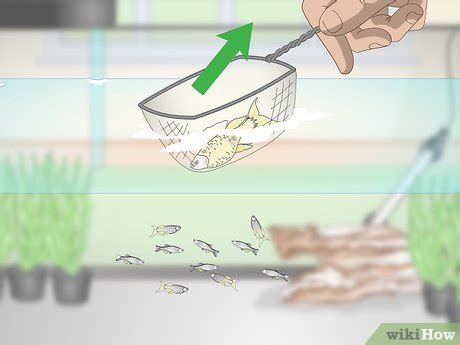 How to Breed Livebearing Tropical Fish: 12 Steps (with Pictures)