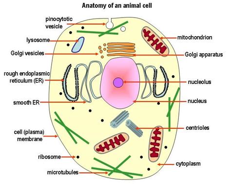 Cytoplasm. :) - Organelles.