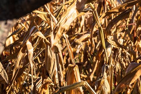 Ripe and Dry Corn Stalks Close Up. End of Season Field with Golden Corn ...