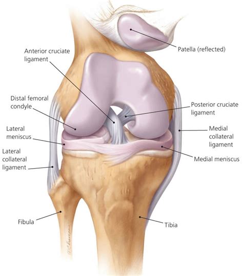 Anterior cruciate ligament anatomy, function, injury & reconstruction