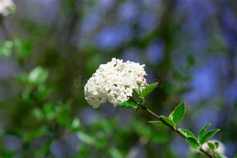 Arrowwood or Viburnum Carlesii Shrub Side View Detail Shot in Botanical ...