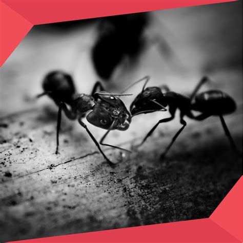 Best Indoor Ant Control Steps to Manage Infestations – Pest Supply Canada