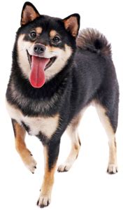 Black And Tan Shiba Inu Facts And Information - My First Shiba Inu