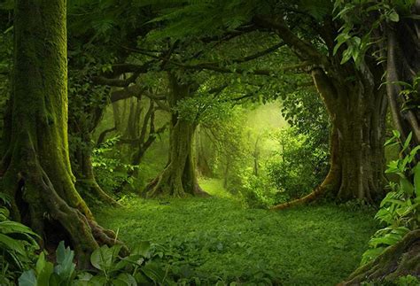 wild photo backdrop enchanted forest photo booth props nature scenery photography background ...