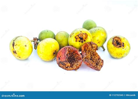 Gular or Indian Clustar Fig Isolated on White. Stock Image - Image of ...