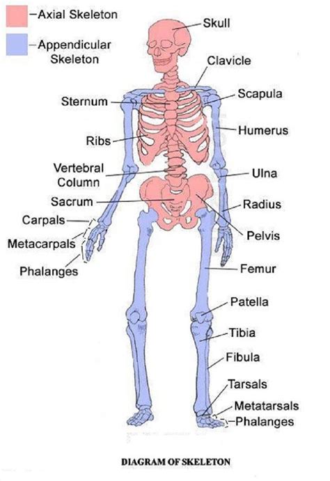 skeleton axial & appendicular | Basic anatomy and physiology, Anatomy ...