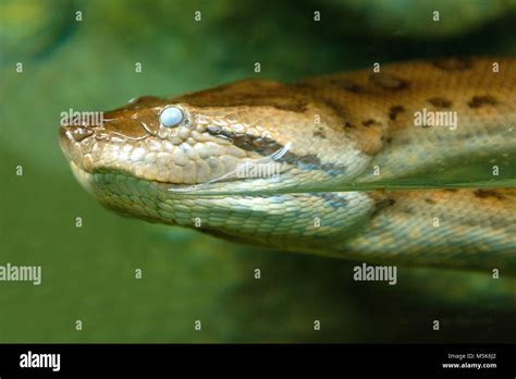 Anaconda Snake Mouth - Anaconda Gallery