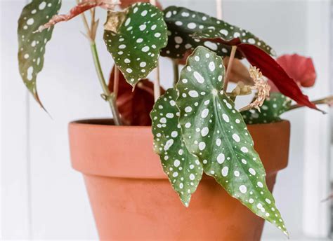 Angel Wing Begonia: Indoor Plant Care & Growing Guide