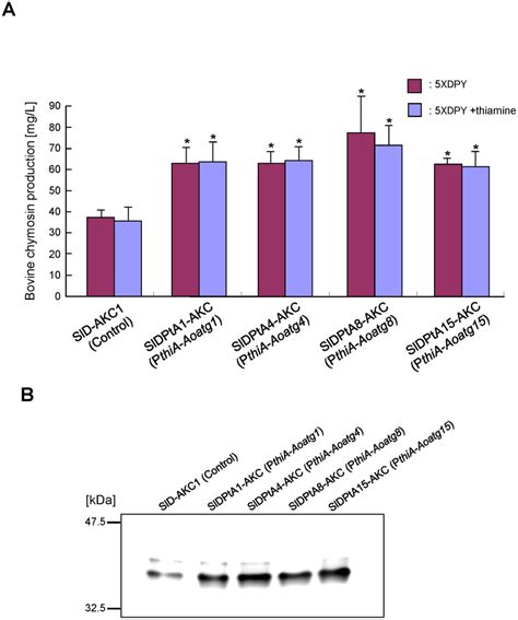 Extracellular bovine chymosin (CHY) production by A. oryzae autophagy ...