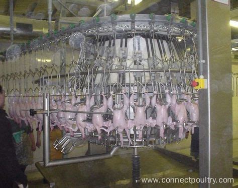 360 Chicken processing equipment ideas in 2021 | chicken processing ...