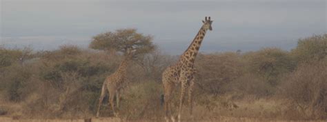 10+ Best Safari Parks in Kenya