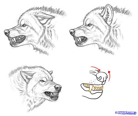 How to Draw an Angry Wolf, Step by Step, forest animals, Animals, FREE ...