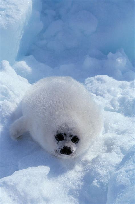 Harp Seal Pup White Coat Of Fur Photograph by Animal Images - Fine Art America