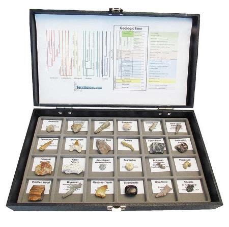 Fossil Collection 24 specimens in 2021 | Display boxes, Science activities for kids, Jewelry ...