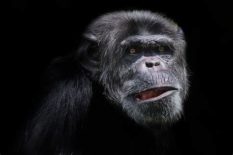 Closeup photo of black monkey HD wallpaper | Wallpaper Flare