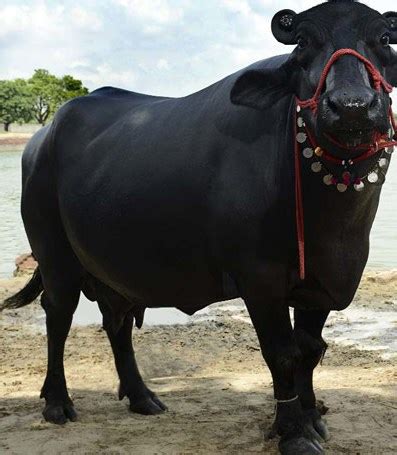 Murrah Buffalo Dairy Information Guide | Agri Farming