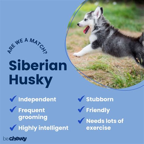 Siberian Husky Breed: Characteristics, Care & Photos | BeChewy