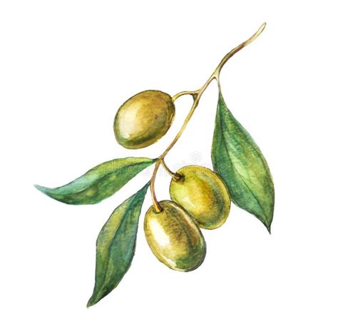 Illustration about Aquarelle hand drawn green olive branch ...