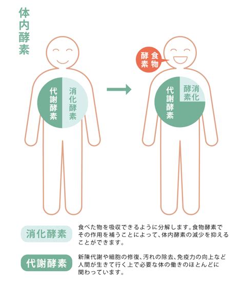 玄米 de 酵素の働き - 株式会社 食 健オフィシャルサイト