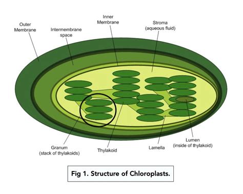 Thylakoid Structure And Function