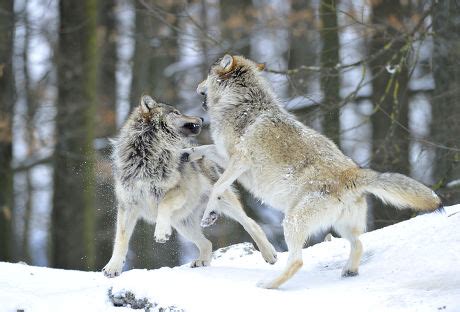 Mackenzie Wolf Alaskan Tundra Wolf Canadian Editorial Stock Photo ...