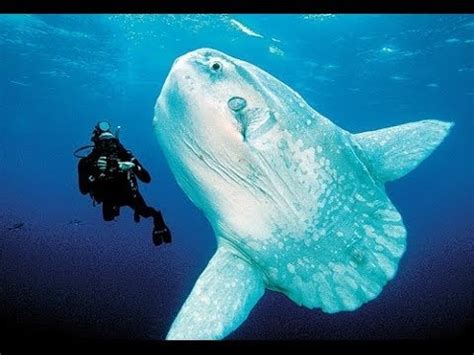 10 Facts about the Ocean Sunfish - YouTube