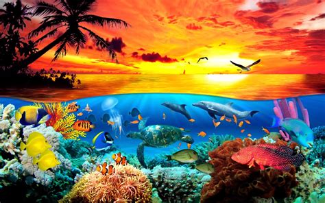 Sea Creatures Wallpapers - Top Free Sea Creatures Backgrounds - WallpaperAccess